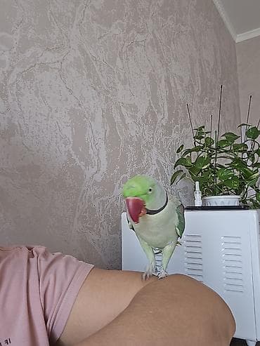 попугай крупный: Александрийский ожереловый попугай (Psittacula eupatria). - — 3