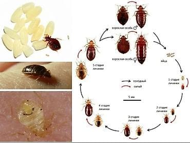 Клининговые услуги: Дезинфекция, дезинсекция, | Клопы, | Офисы, Квартиры, Дома — 5