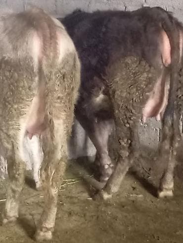 ангус парода: Продаю | Корова (самка) | Алатауская | Для молока | Стельные — 9