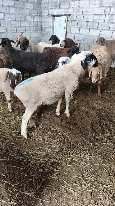 на баран: Продаю | Баран (самец) | Полукровка | На забой | Ярка — 2
