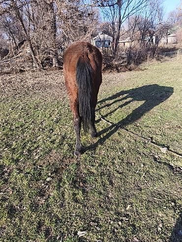 ат эгар: Продаю | Конь (самец) — 2