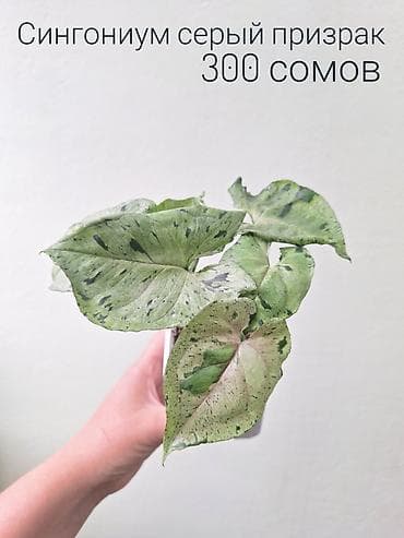спринклеры: 🌿 Комнатные цветы (укоренённые черенки/молодые растения/взрослые — 5
