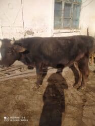 собака доберман сколько стоит: Сатам | Бука (эркек) | Бордоп семиртүү үчүн — 2