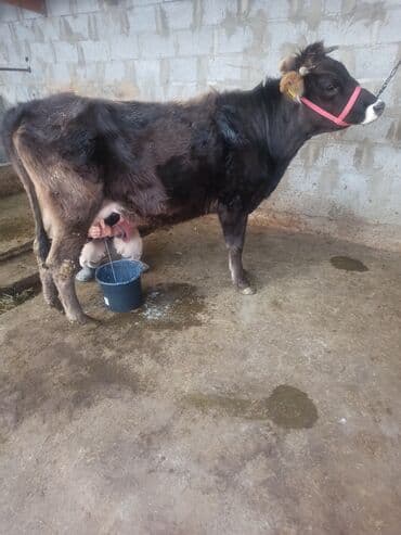 аргентинский дог цена: Продаю | Корова (самка) | Швицкая, Алатауская | Для разведения, Для молока | После отела — 3