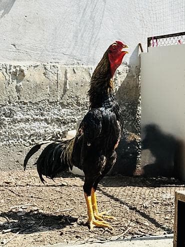 продам коз: Продаю | Петух | Бойцовая | Для разведения — 1