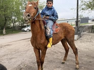 сколько стоит бычок 6 месяцев: Продаю | Жеребенок | Полукровка, Дончак, Кара Жорго — 4