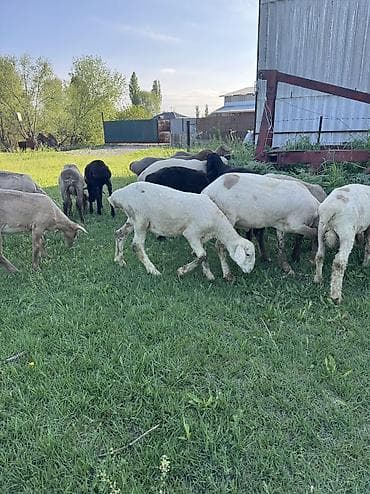 клетка для баранов: Продаю | Овца (самка), Ягненок, Баран (самец) | Гиссарская, Полукровка, Меринос | На забой, Для разведения, Для шерсти | Племенные, Кастрированные, Осеменитель — 1