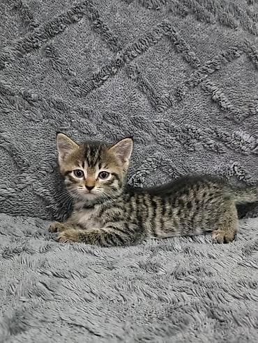 Отдаем в добрые, ответственные руки котят! Серенькая девочка, черный at lalafo.kg Отдаем в добрые, ответственные руки котят! Серенькая девочка, черный