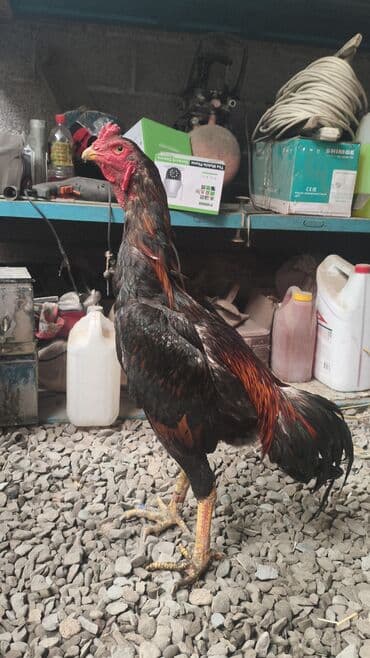 лошадь токмок: Продаю | Петух | Бойцовая | Для разведения — 7
