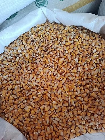 Үй жаныбарлары: Кормовые смеси в мешках - Кукуруза цельная сушёная — отборные жёлтые — 1