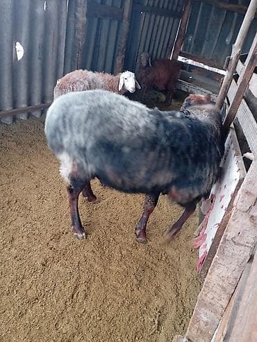 Грызуны: Продаю | Баран (самец) | Для разведения | Осеменитель — 3