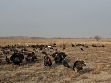 домик для кур: Продаю | Индюшка (самка), Индюшата | Черный принц, Северокавказская | На забой, Для разведения | Племенные — 6
