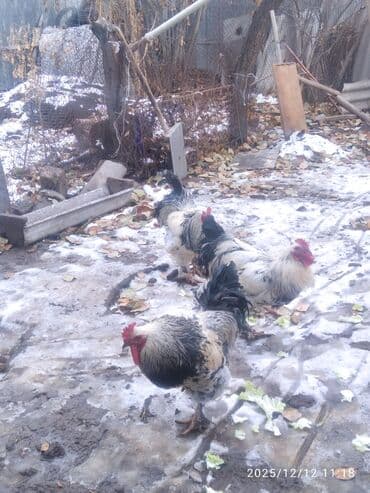 Үй жаныбарлары үчүн товарлар: Продам петухов больше года,3 шт. Цена за одного петуха -1500с — 7