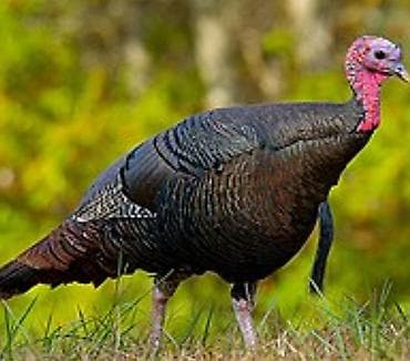 кур несушки: Продаю | Индюшка (самка) | Для разведения | Племенные — 1