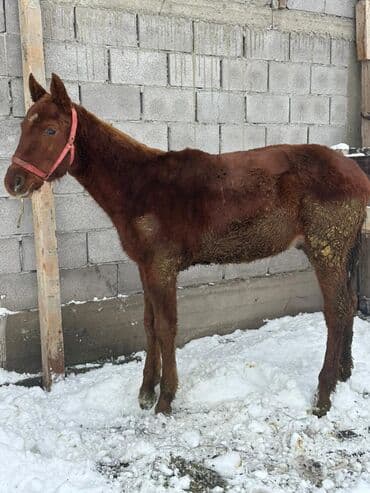 Жылкылар, аттар: Сатам | Байтал | Жумушка — 4