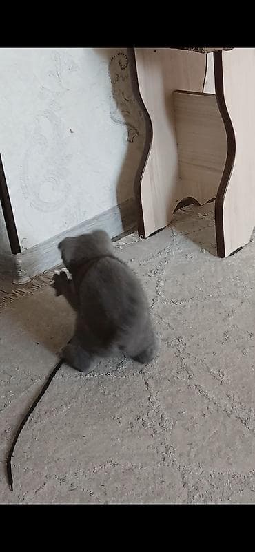 шотландская лиловая кошка: Шотландский вислоухий котёнок (Scottish Fold), окрас голубой — 3