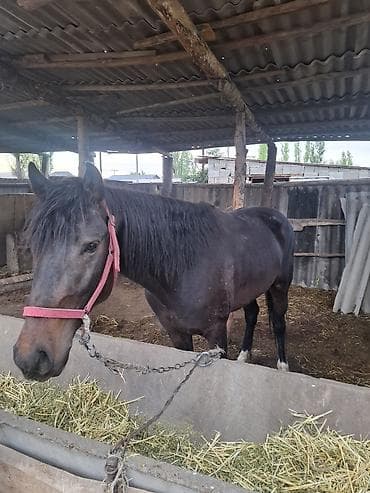 беркут птица: Продаю | Кобыла (самка) | Для разведения — 4