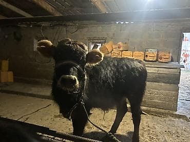бычок оптом: Продаю | Бык (самец) | На откорм | Привязанные — 1
