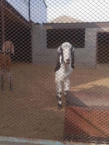 сколько стоит коза дойная купить: Продаю | Козёл (самец) | Для разведения — 1