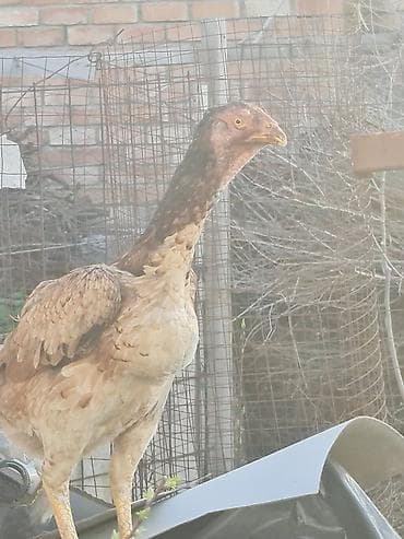 кошка каракол: Сатам | Короздор | Дакан | Көбөйтүү үчүн — 10