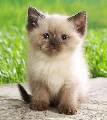 Продажа кошек: Ищу сиамских котят или кошек,котов желательно котят но можно и то и — 1