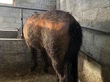 Зоотовары: Продаю | Конь (самец) | На забой, Рабочий — 4