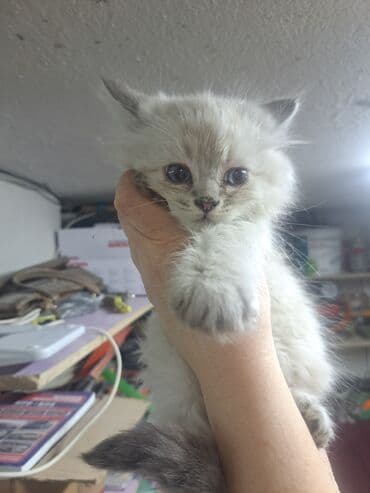 купить кошку вислоухий: Шотландские котята - Порода: шотландские (есть вислоухие и прямоухие — 3