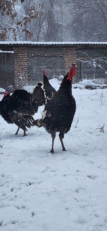 Айыл-чарба жаныбарлары: Сатам | Эркек күрп | Түндүк Кавказ | Көбөйтүү үчүн | Асыл тукумдуу — 3