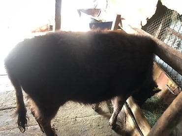 симментал бык: Продаю | Тёлка | Алатауская | Для разведения — 9