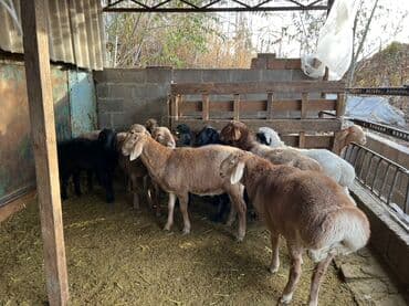 кролик декоративный: Продаю | Баран (самец), Овца (самка) | На забой — 10