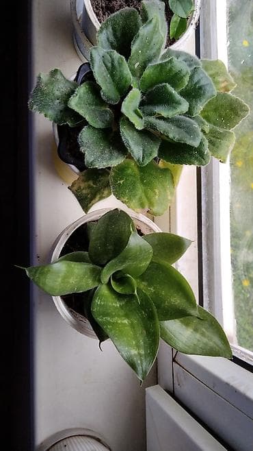 Комнатные и садовые растения (на фото): - Сансевиерия (Sansevieria