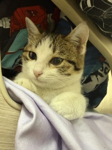 ищу котят: 5 месяцев, Мальчик, Приучена к лотку — 2