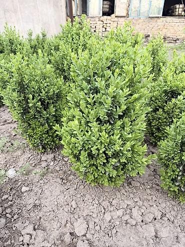 леса для строительства: Самшит (Buxus sempervirens) – декоративные вечнозелёные кусты для — 2