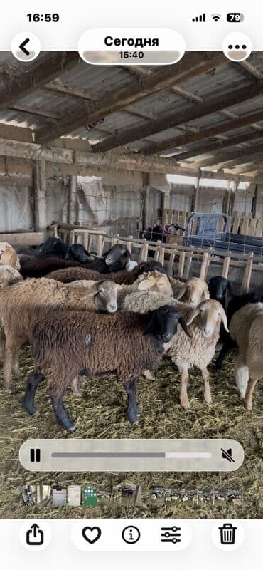 купить собаку хмонг: Продаю | Овца (самка) | Полукровка — 3