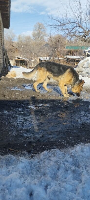 Продажа собак: Немецкая овчарка, 3 месяца, Самка, С прививкой — 10