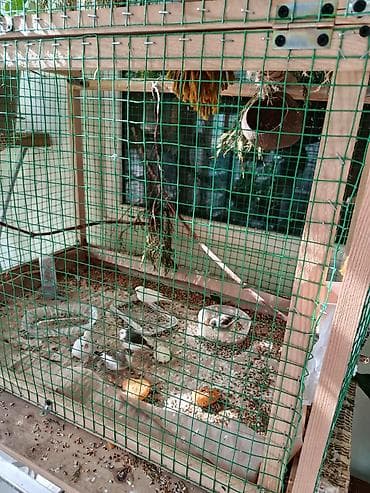 Продаю амадинок, свои птенчики, молоденькие, но самостоятельные, есть