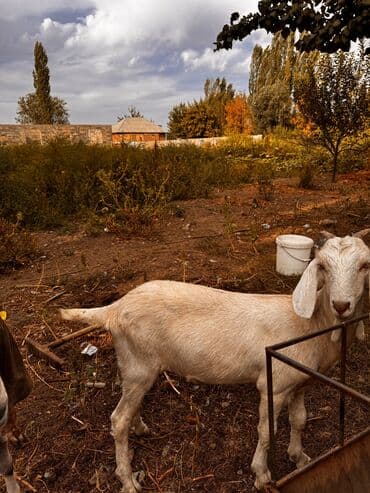 сколько стоит коза дойная купить: Продаю | Коза (самка) | Битал | На забой, Для разведения, Для молока — 5