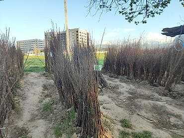 яблоки куплю: Ассалому алейкум! жамаат срочно распродажа🔥🔥🔥 сезонго 20 Кун — 2