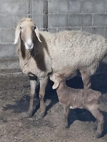 Продаю | Овца (самка) | Для разведения | Матка