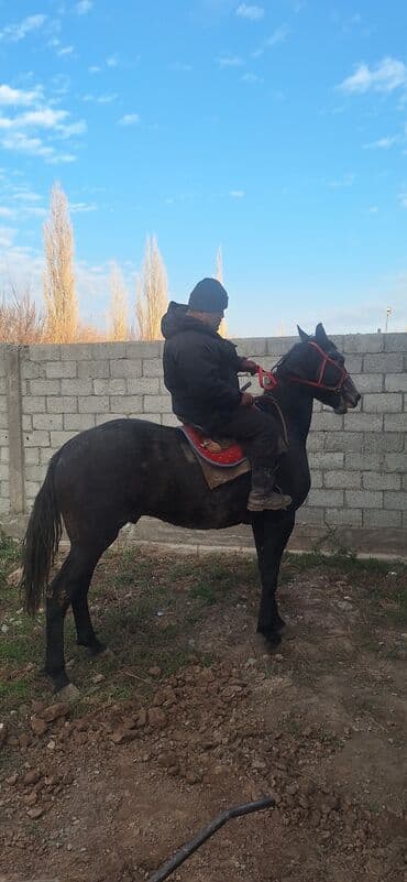 жер уй бишкек сатылат: Сатам | Жылкы (эркек) | Жумушка — 2