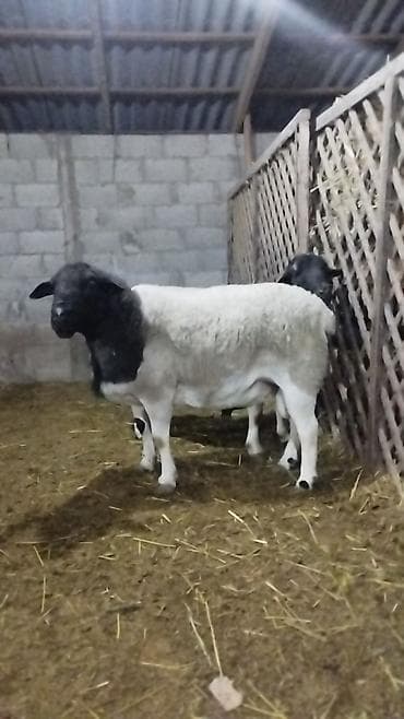 жалал абад кошка: Сатам | Кочкор (эркек) | Көбөйтүү үчүн | Асыл тукумдуу — 8