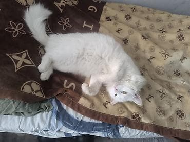 Услуги ветеринара: Белоснежная пушистая кошка с длинной шелковистой шерстью и густым — 4