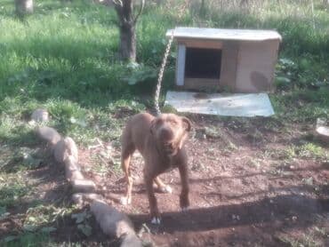 где можно купить собаку: Американский булли, 7 месяцев, Самец, С прививкой — 1