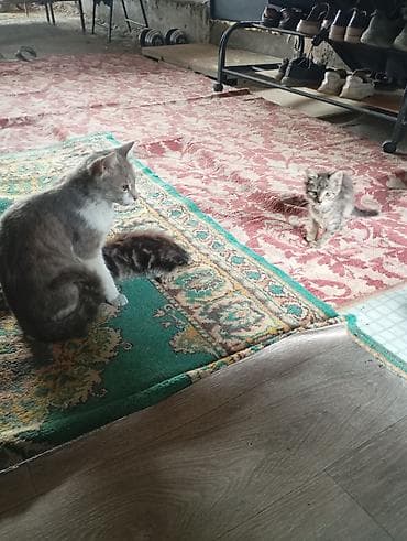 забавные котята: Отдадим в добрые руки котят2 месяца,в туалет ходят,кушают — 4