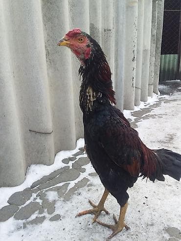 сазан живой: Продаю | Петух | Бойцовая | Для разведения — 3