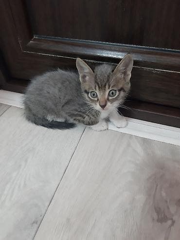 где можно взять кошку: Котята, помёт из нескольких малышей. Окрас на выбор: - дымчато‑чёрные — 4