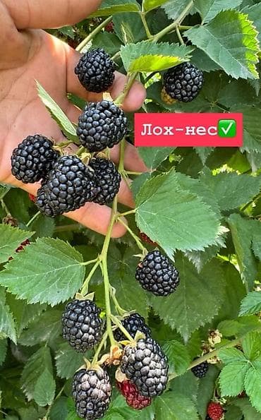 Уголь: Саженцы ежевики сорта Лох Несс - Сорт: Loch Ness (Лох Несс) — 1