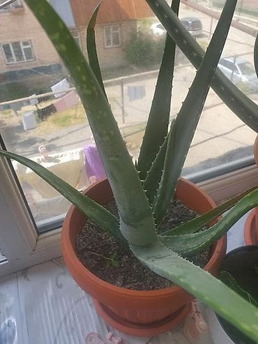 вьющиеся роза: Алоэ (Aloe vera/древовидное) в горшках - Крупные и средние экземпляры — 1