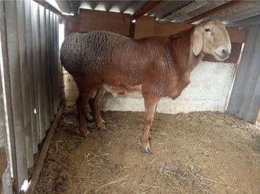 купить собаку маленькой породы: Продаю | Баран (самец) | Арашан | Для разведения | Племенные — 5