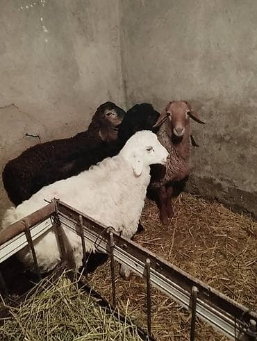 кой овца: Продаю | Овца (самка) | Для разведения | Матка — 5